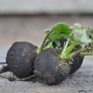 How to Grow Radish Black Spanish