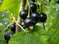 How To Grow Blackcurrants