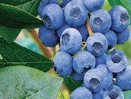 How To Grow Blueberry