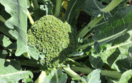 How to Grow Broccoli (Calabrese)