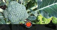 How to Grow Broccoli (Calabrese)