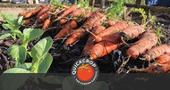 How To Grow Carrots