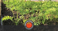 Healthy Soil for Sustainable Irish Gardens