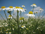 How To Grow Camomile