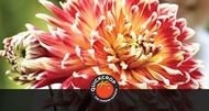 How to Grow Dahlias