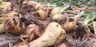 The Quickcrop Vegetable Garden in August