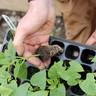 Planting Out Vegetable Seedlings