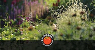 Planting Perennial Flowers in Autumn