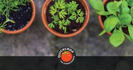 What is the Best Compost For Container Growing?