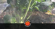 The Quickcrop Garden in June