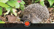 Choosing Wildlife Friendly Garden Hedging 