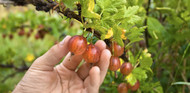 How to prune Gooseberry Bushes and Currants.