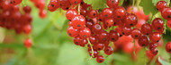 How to grow bare root soft fruit part 2: How to grow Currants