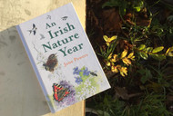 An Irish Nature Year - Jane Powers