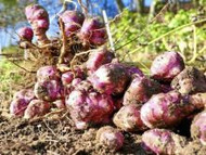 How To Grow Artichokes (Jerusalem)