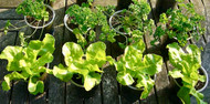 Vegetables you can Grow in Pots - Top 10