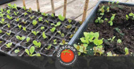 Growing Healthy Vegetable Seedlings