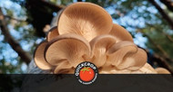 Grow Your Own Oyster Mushrooms.