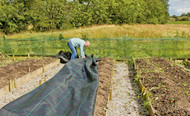 How do I deal with potato blight?