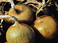 How to Grow Onions