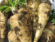 How To Grow Parsnips