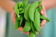 Harvesting and storing peas.