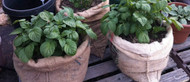 Growing Potatoes in Grow Bags