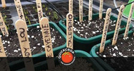 Optimum Sowing Times for Irish Gardens