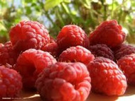 How To Grow Raspberries