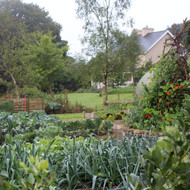 My Vegetable Garden in October