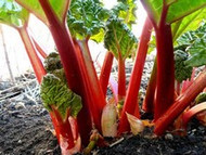 How To Grow Rhubarb