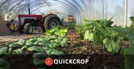 May 5th, Planting tomatoes, chillis and cucumbers in the polytunnel