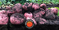 What is 'Earthing Up' Potatoes?