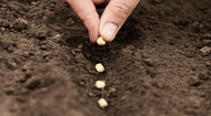 How to Germinate Seeds Successfully