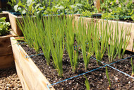 How To Grow Spring Onions