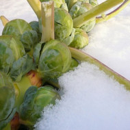 Top 10 Great Overwintering Vegetables