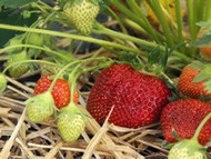 How To Grow Strawberries