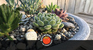 Planting a Succulent Display