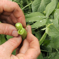 Vegetable Harvesting guidelines - A trip round our garden.