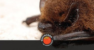 Bat Spotting in Ireland: How to Use a Bat Detector