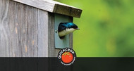 How to Make a DIY Bird Box