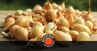 Overwintering Garlic and Onions