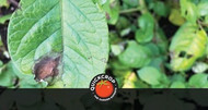 How Do I Deal With Potato Blight?