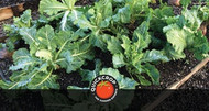 How to Grow Brassicas: Our Tips and Pitfalls to Avoid