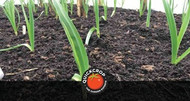 Planting Garlic in Autumn