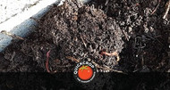 Vermicomposting for Beginners: How to Use a Wormery