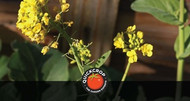 Bolting: Why Vegetables Bolt and What You Can Do to Avoid It.