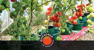 How To Grow Tomatoes In Containers