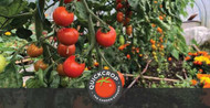 Tomato Troubles – a guide to tomato fruiting problems