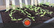 April Vegetable Seedling Care Guide